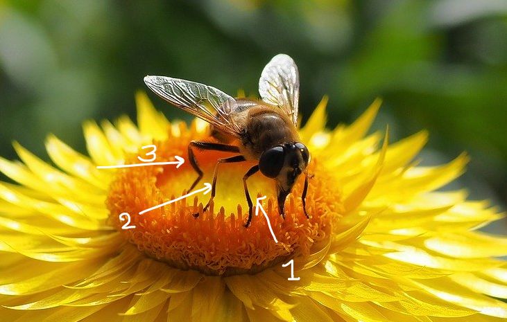 ผึ้งมีขา 6 ขา